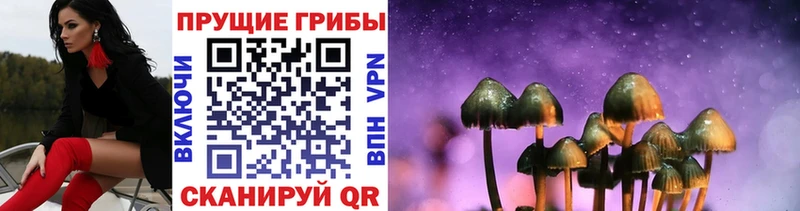 сколько стоит blacksprut зеркало Галлюциногенные грибы Psilocybe Гулькевичи